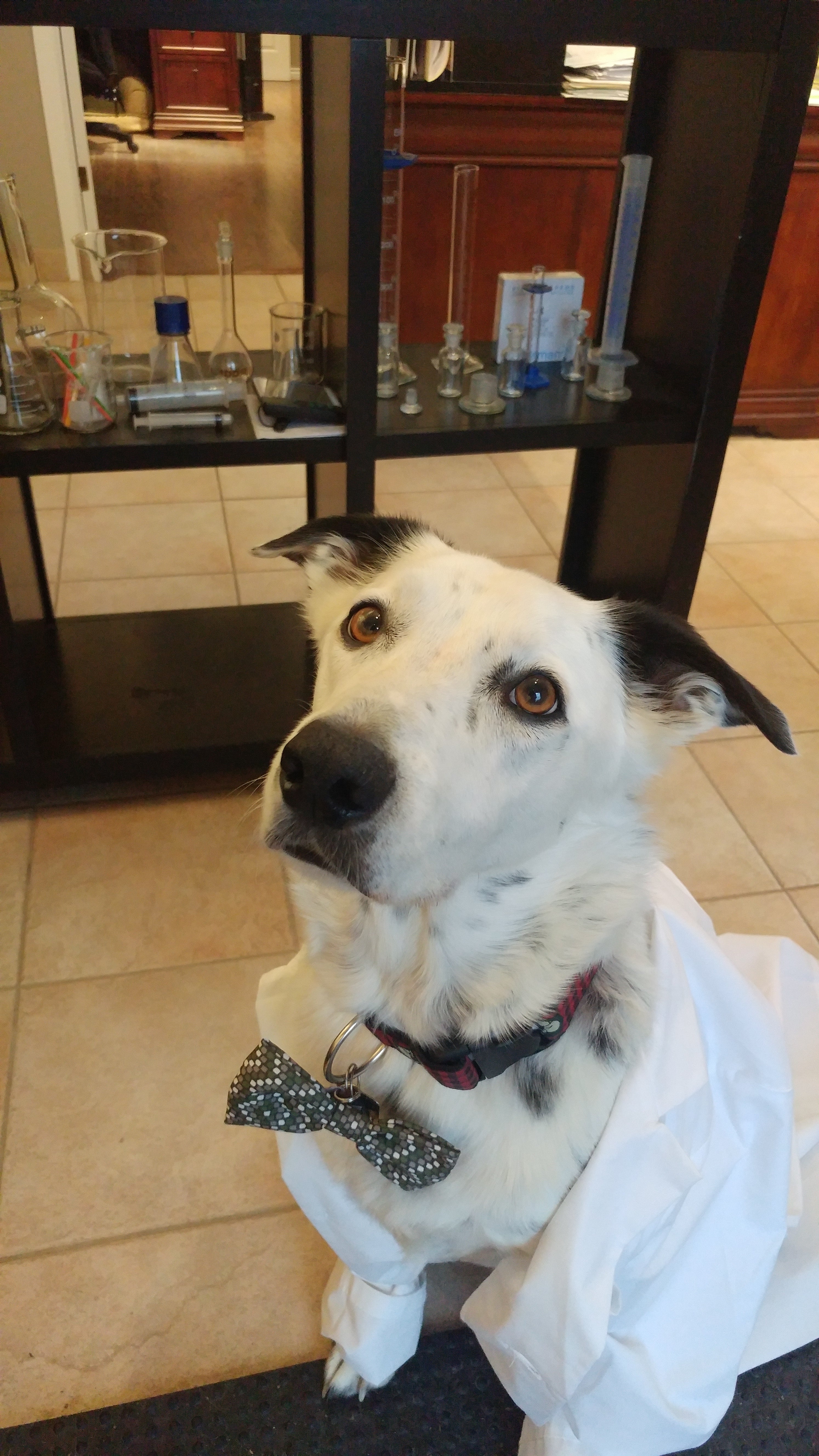 Lab Safety Series Cultivating A Culture Of Safety In Your Lab   Ollie The Lab Collie 