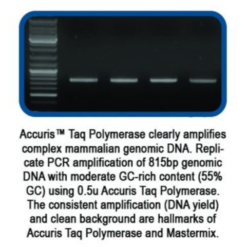 Accuris Taq Polymerase