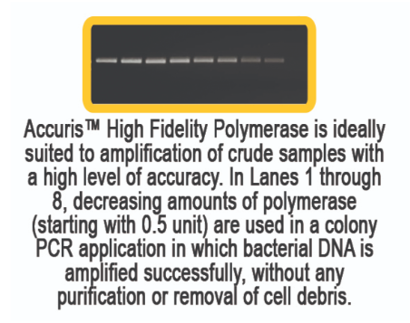 Accuris High Fidelity DNA Polymerase