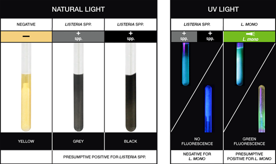 Hygiena InSite® L. mono Glo – Listeria spp. & L. monocytogenes Swab Test, 50 Tests